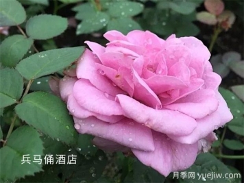 兵馬俑酒店月季的優(yōu)缺點(diǎn)是什么？