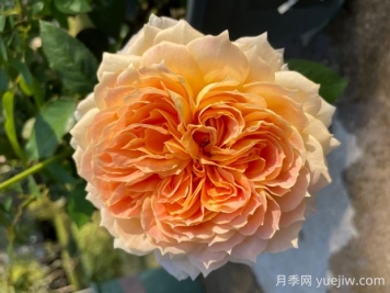焦糖古董月季的優(yōu)缺點(diǎn)是什么？