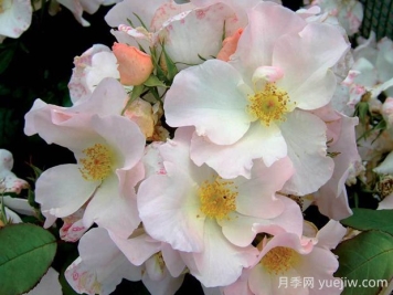 莎莉福爾摩斯月季的優(yōu)缺點(diǎn)是什么？