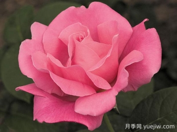 香歡喜月季的優(yōu)缺點(diǎn)是什么？