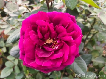皇宮月季的優(yōu)缺點(diǎn)是什么？