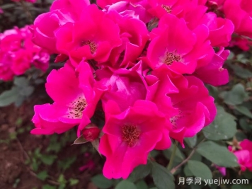 小桃紅月季的優(yōu)缺點(diǎn)是什么？