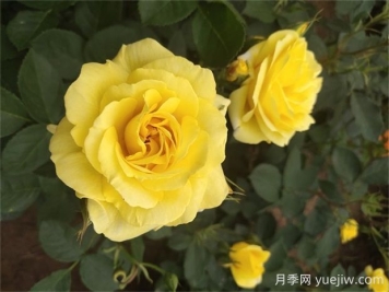 金繡娃月季的優(yōu)缺點(diǎn)是什么？