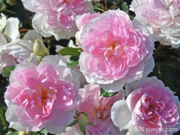 夏莉瑪月季的優(yōu)缺點(diǎn)是什么？