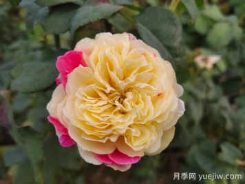 風(fēng)月月季的優(yōu)缺點(diǎn)是什么？