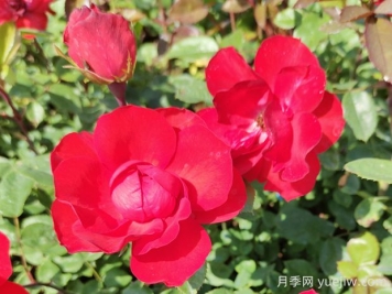 北京紅月季的優(yōu)缺點(diǎn)是什么？