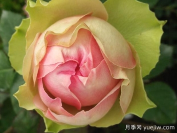 火龍果月季的優(yōu)缺點(diǎn)是什么？