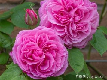 格特魯德杰基爾月季的優(yōu)缺點(diǎn)是什么？