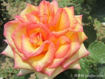 希臘之鄉月季優(yōu)缺點(diǎn)分享