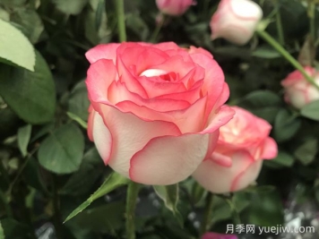 朱米莉亞月季的優(yōu)缺點(diǎn)是什么？