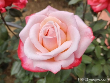 丹頂月季的優(yōu)缺點(diǎn)是什么？
