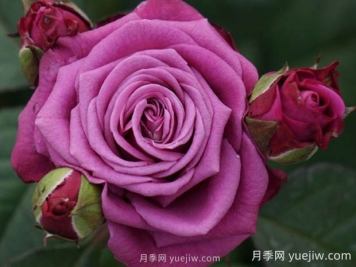 冥王星陽(yáng)臺月季的優(yōu)缺點(diǎn)是什么？