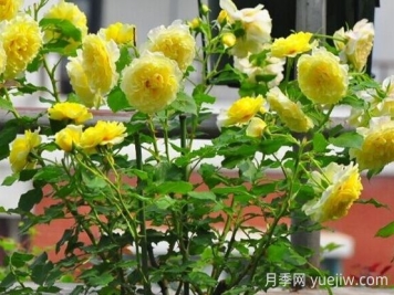太陽(yáng)和心月季的優(yōu)缺點(diǎn)是什么？