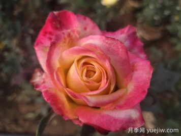 哈雷彗星月季的優(yōu)缺點(diǎn)是什么？