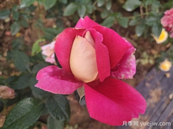 火和平月季的優(yōu)缺點(diǎn)是什么？