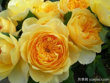 圣女貞德月季的優(yōu)缺點(diǎn)是什么？