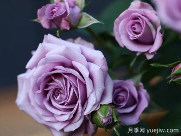 薰衣草女神月季的優(yōu)缺點(diǎn)是什么？