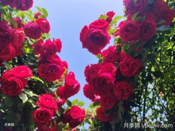 佛羅倫蒂娜月季的優(yōu)缺點(diǎn)是什么？