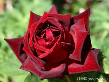 玫昂爸爸月季的優(yōu)缺點(diǎn)是什么？
