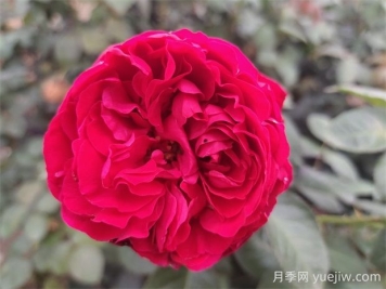 茶花女月季的優(yōu)缺點(diǎn)是什么？