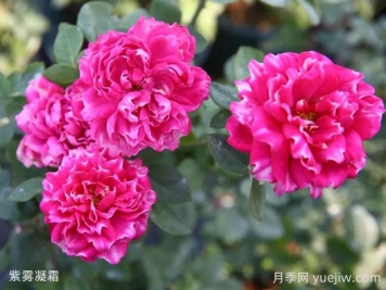 紫霧凝霜月季的優(yōu)缺點(diǎn)是什么？