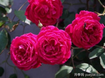 軟香紅月季的優(yōu)缺點(diǎn)是什么？