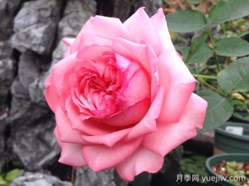 伊芙新娘月季的優(yōu)缺點(diǎn)是什么？