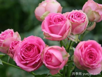 超感月季的優(yōu)缺點(diǎn)是什么？