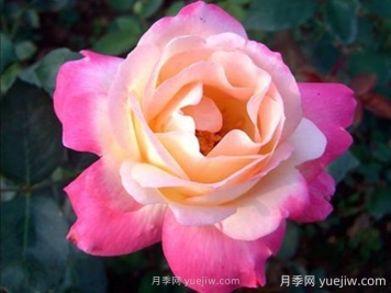 雜技表演月季的優(yōu)缺點(diǎn)是什么？