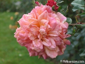 阿羅哈月季的優(yōu)缺點(diǎn)是什么？