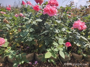 導致盆栽大花月季苗爛根的要素有什么？