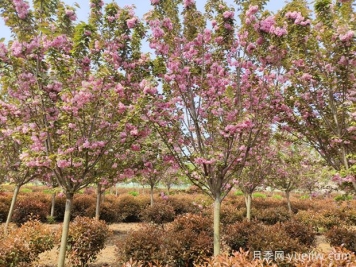 城市園林中常用的觀(guān)花喬木有哪些？