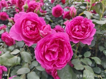 大游行月季夏季養護辦法，夏天也能絢麗綻放