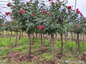苗木反季節栽植專(zhuān)項技術(shù)方案
