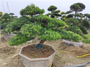 造型松的造型類(lèi)型特點(diǎn)和應用場(chǎng)景有哪些？