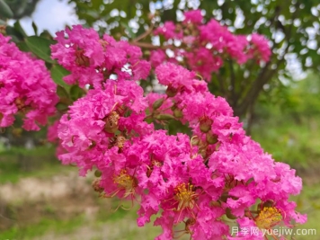 15種曬不死的花，適合夏天種在院子里