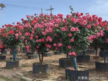 苗木移栽如何定植？