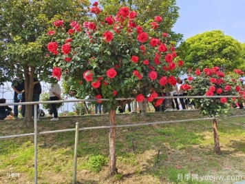 老舊小區綠化改造要點(diǎn)和常用樹(shù)種配置