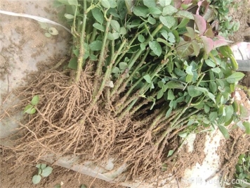 月季花水培扦插，解鎖花卉繁殖新技能