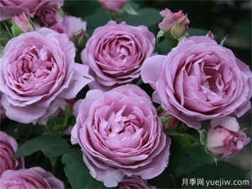 推薦8個(gè)豐花月季品種，抗病性強且花色美麗