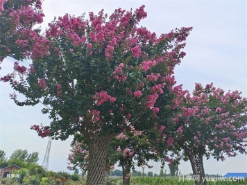 紫薇的生長(cháng)習性