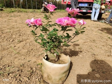 月季花苞為什么會(huì )枯萎？