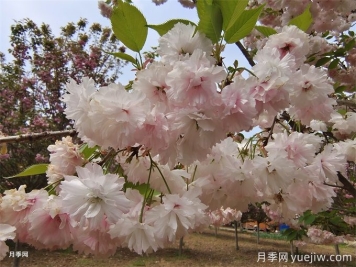 櫻花根瘤病怎么治療？