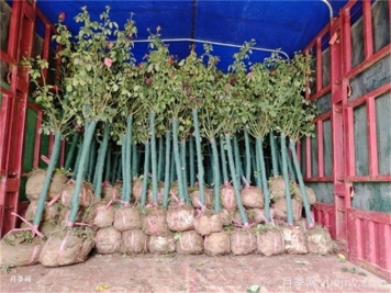 超實(shí)用的苗木包裝和裝車(chē)知識