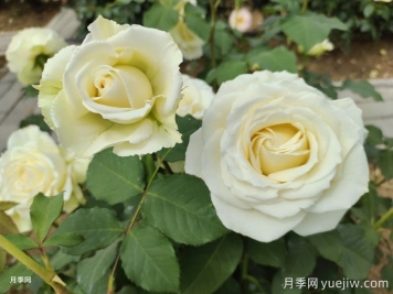月季種植幾年后花少怎么辦？