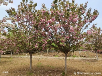 如何防治櫻花枝干流膠？