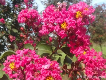 如何防治紫薇病蟲(chóng)害？