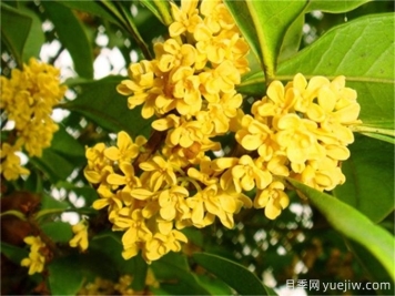 桂花種植教程，輕松實(shí)現豐盛花朵的關(guān)鍵步驟