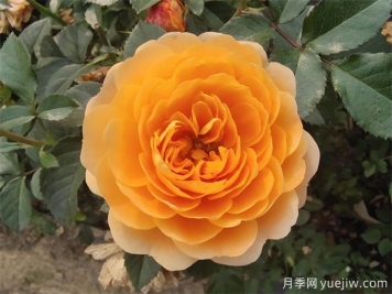 陽(yáng)臺養果汁陽(yáng)臺月季辦法，分享種植心得