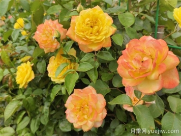 月季花的主要種類(lèi)和品種有哪些？